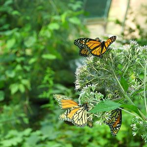 Monarch butterflies