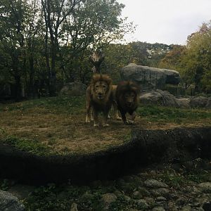 2018 Dinari and Kamaia the lion brothers.