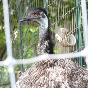 Emu