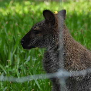 Red-necked wallaby
