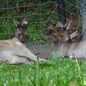Western grey kangaroos