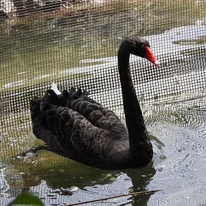 Black swan