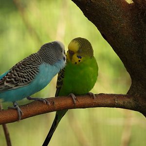 Budgerigars
