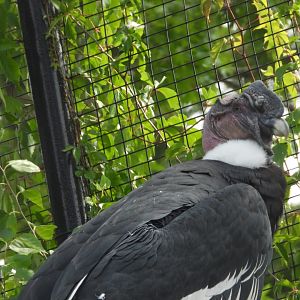 Andean condor