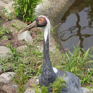 White-naped crane