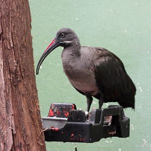 Hadada ibis