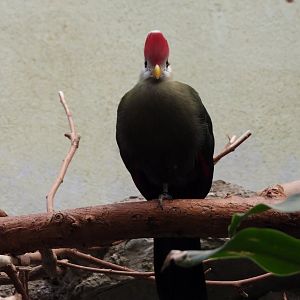 Red-crested turaco