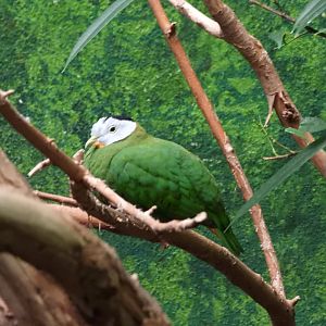 Black-naped fruit-dove