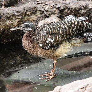 Sunbittern