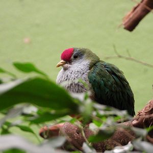 Beautiful fruit-dove