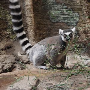 Ring-tailed lemur