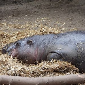 Pygmy hippopotamus