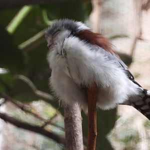 African pygmy-falcon