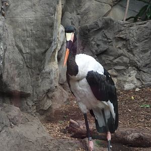 Saddle-billed stork