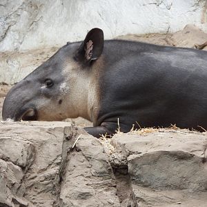 Baird's tapir
