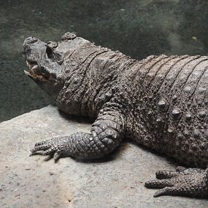 Dwarf crocodile