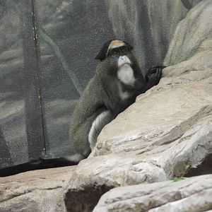 De Brazza's monkey