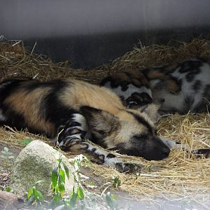 African wild dogs