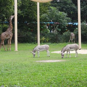 Masai giraffes and Somali wild asses