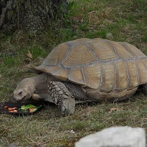 African spurred tortoise