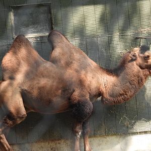 Bactrian camel