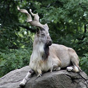 Tajik Markhor (Capra falconeri heptneri)