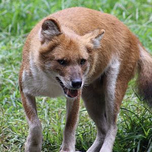 Chinese Dhole (Cuon alpinus lepturus)