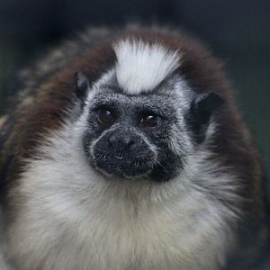Geoffroy's Tamarin (Saguinus geoffroyi)