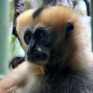 Northern White-Cheeked Gibbon (Nomascus leucogenys) - "Chi Yu"