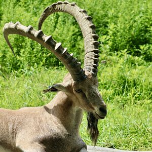 Sinai Ibex (Capra nubiana sinaica)