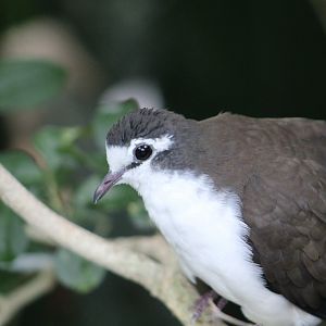 Tambourine Dove (Turtur tympanistria)