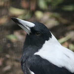 White-Backed Magpie (Gymnorhina tibicen hypoleuca)