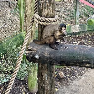 Brown capuchin (eating worms)
