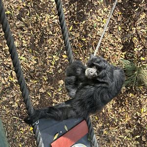 Siamang (male)