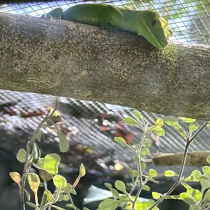 Auckland green gecko (Naultinus elegans)