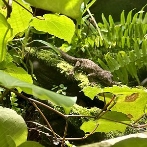 Forest gecko (Hoplodactylus granulatus)