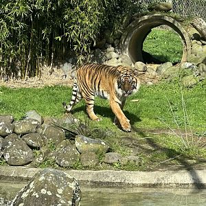 Scout (male Sumatran tiger)
