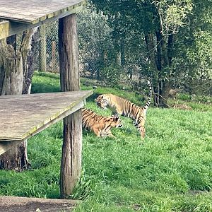 Sumatran tiger cubs (sparring)