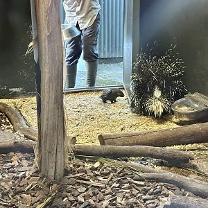 Baby Cape porcupine (porcupette)