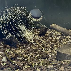 Baby Cape porcupines (porcupettes)