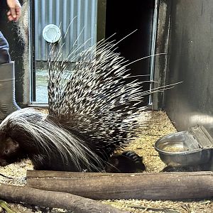 Cape porcupine and young