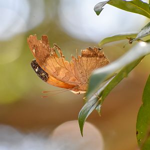 Australian Leafwing
