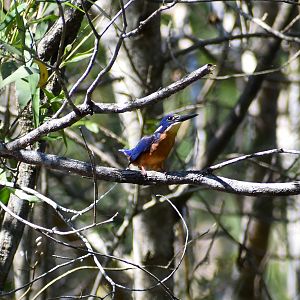 Azure Kingfisher