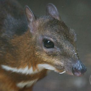 Lesser Mouse-deer (Tragulus kanchil)