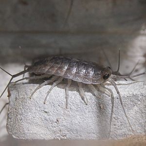 Ligia cinerascens