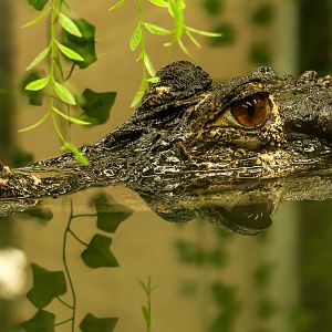 Black caiman : Crocodiles of the World : 30 Aug 2024
