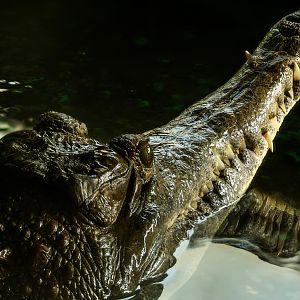 Slender-snouted crocodile : Crocodiles of the World : 30 Aug 2024