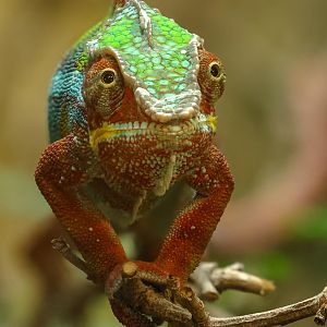 Panther chameleon : Crocodiles of the World : 30 Aug 2024