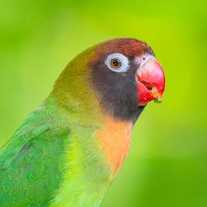 Black-cheeked Lovebird (Agapornis Nigrigenis)