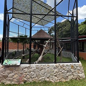 Black-and-white Ruffed Lemur Exhibit (New in 2024)